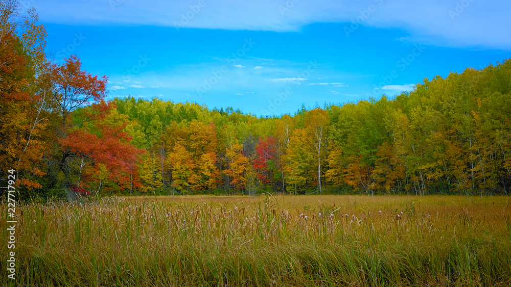 Minnesota Autumn Colorful Forest Trees with Cattails in foreground