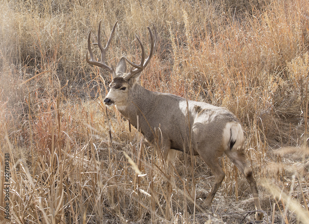 Buck Deer with Antlers in Rocky Mountain Arsenal Buck Deer with Antlers in Rocky Mountain Arsenal