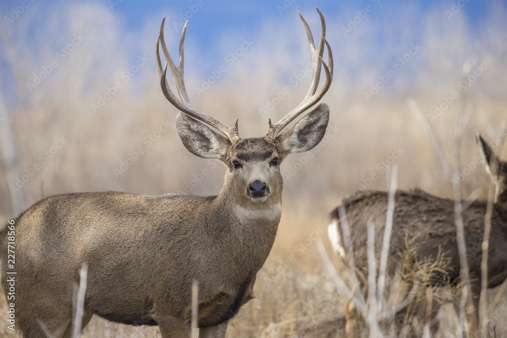 Buck Deer with Antlers in Rocky Mountain Arsenal Buck Deer with Antlers in Rocky Mountain Arsenal