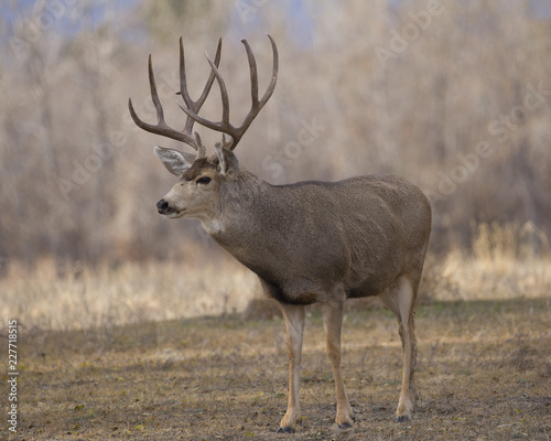 Buck Deer with Antlers in Rocky Mountain Arsenal
