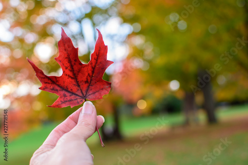 Woman holding red autumn leaf against beautiful fall trees changing color background vibrant autumn color 