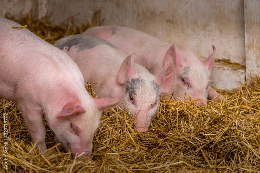 three little piglets resting in the hay on a farm three little piglets resting in the hay on a farm