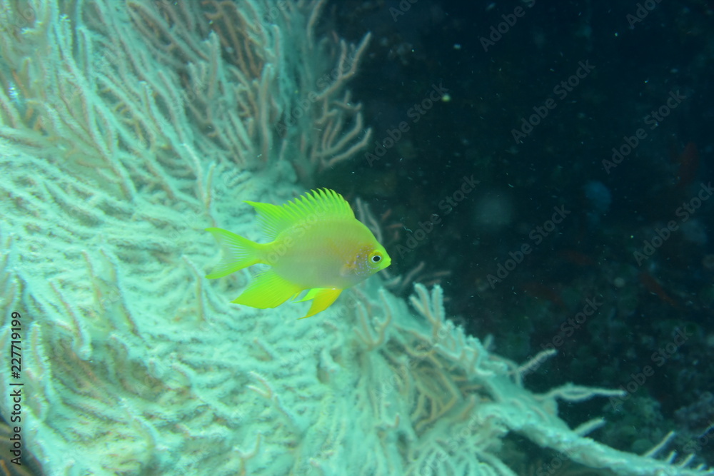 Obraz premium アニラオ 17 熱帯魚