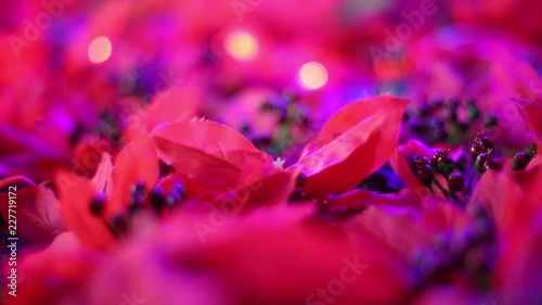 Soft-focused romantic Christmas and New Year decoration. Close-up of beautiful red poinsettia artificial flowers blowing in the breeze. Christmas lights blinking in the background.