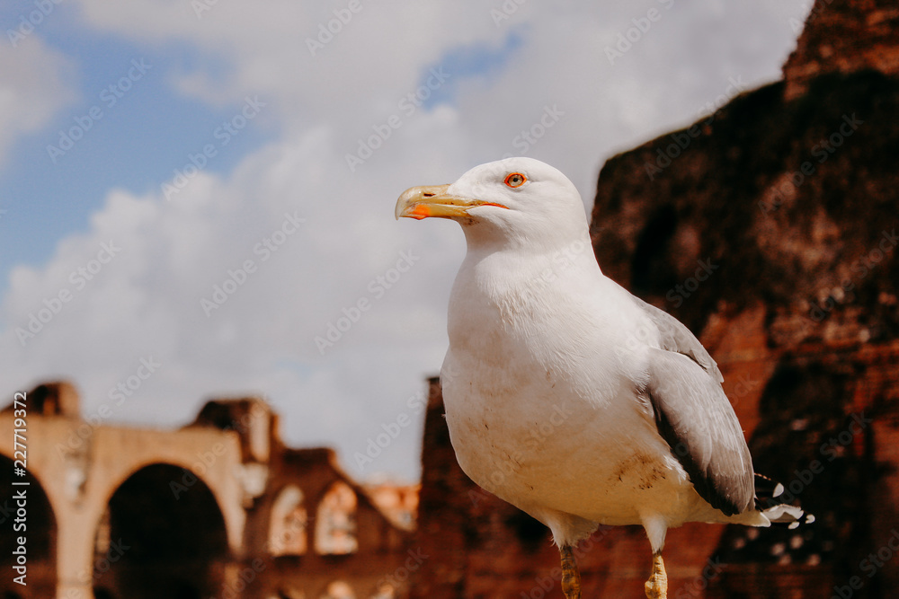 Obraz premium seagull looking over