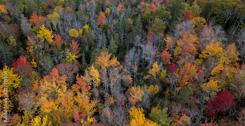 Autumn Fall Foliage Colors Drone Photo 