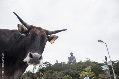 Cattle in Hong Kong with the Bug Buddha in the background photo