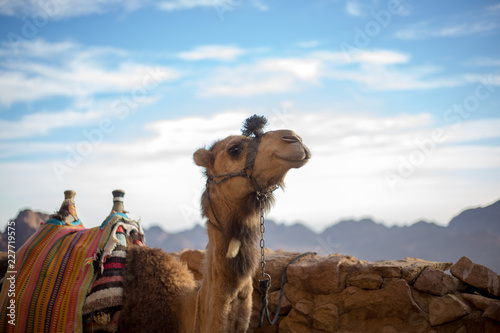 Camel at the Mt Sinai, Egypt