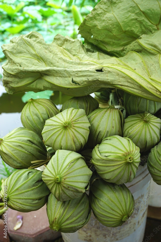 Vertical view of lotus tea wrapped in green lotus leaves in rural Vietnam Vertical view of lotus tea wrapped in green lotus leaves in rural Vietnam