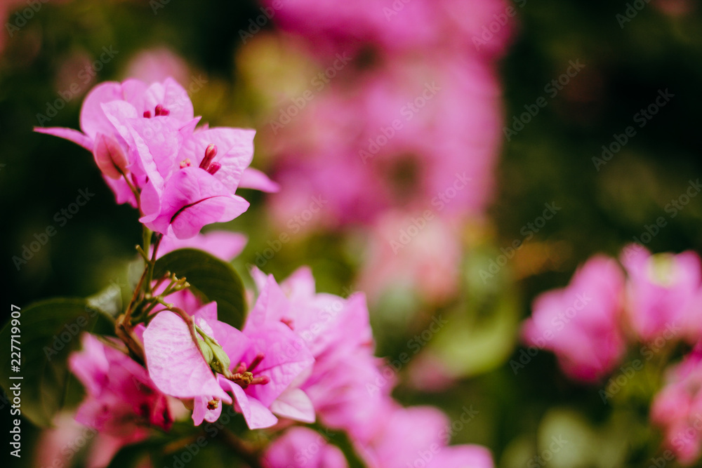 Obraz premium pink wild flowers