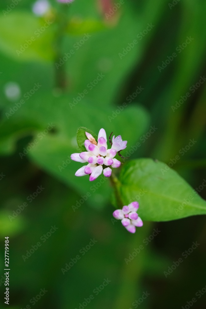 Polygonum thunbergii (Mizosoba) Polygonum thunbergii (Mizosoba)