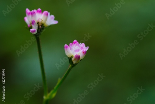 Polygonum thunbergii (Mizosoba)
