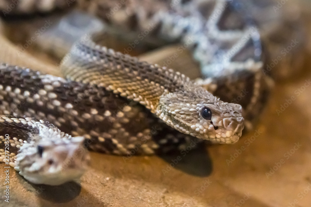 Obraz premium Rattlesnake, Crotalus atrox. Western Diamondback. Dangerous snake.