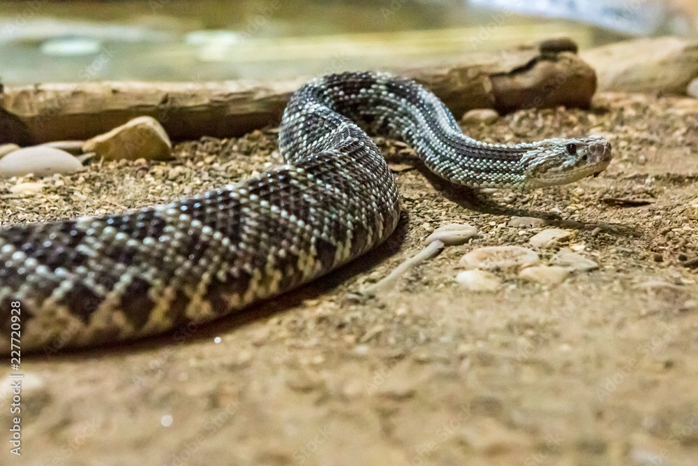 Fototapeta premium Rattlesnake, Crotalus atrox. Western Diamondback. Dangerous snake.