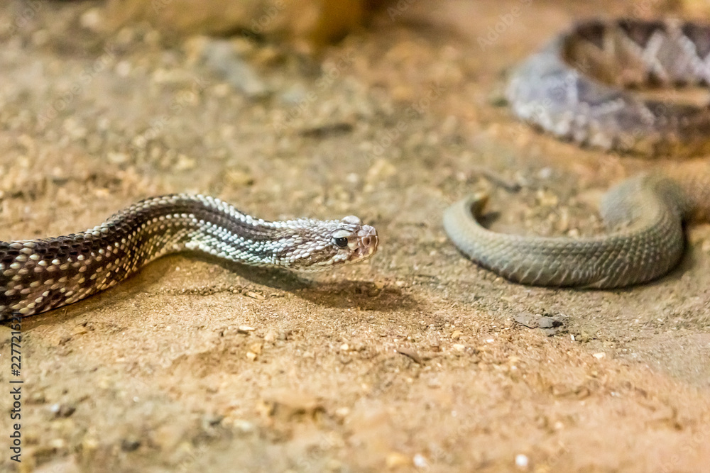 Rattlesnake, Crotalus atrox. Western Diamondback. Dangerous snake. Rattlesnake, Crotalus atrox. Western Diamondback. Dangerous snake.