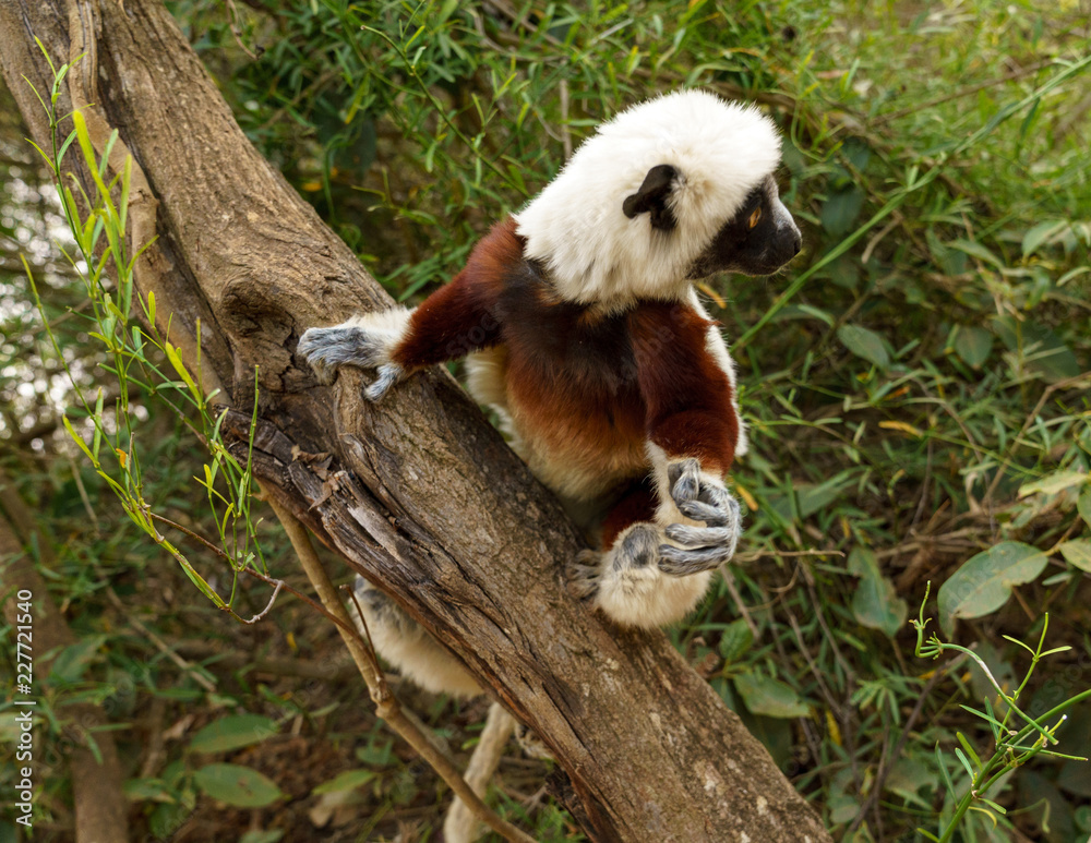 Obraz premium Lemur dancing Sifaka
