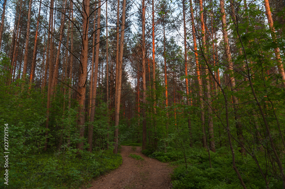 Pine forest at dusk at sunset