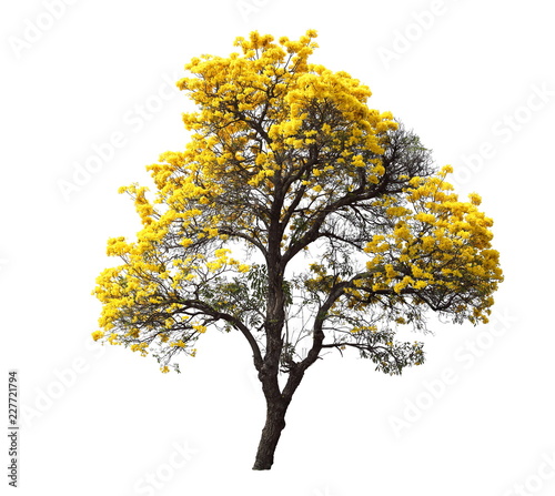 isolated tabebuia golden yellow flower blossom tree on white background photo