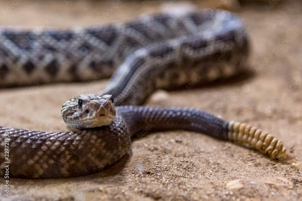 Obraz premium Rattlesnake, Crotalus atrox. Western Diamondback. Dangerous snake.