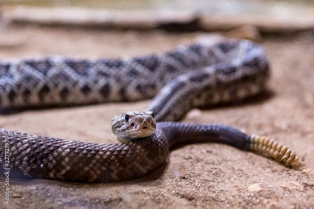 Obraz premium Rattlesnake, Crotalus atrox. Western Diamondback. Dangerous snake.