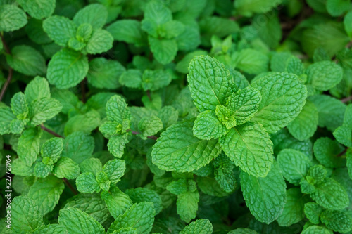Green mint plants leaves in top view for background photo