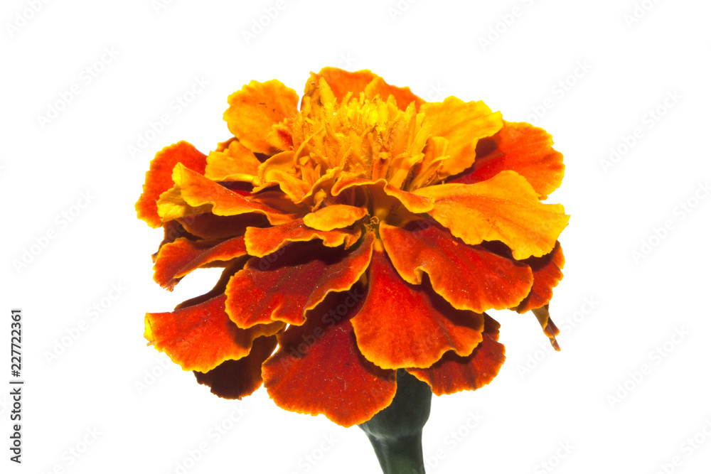 flower isolated on white background flower isolated on white background