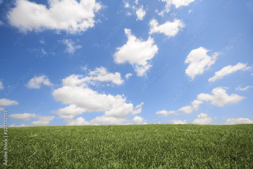 field of green grass and blue sky field of green grass and blue sky