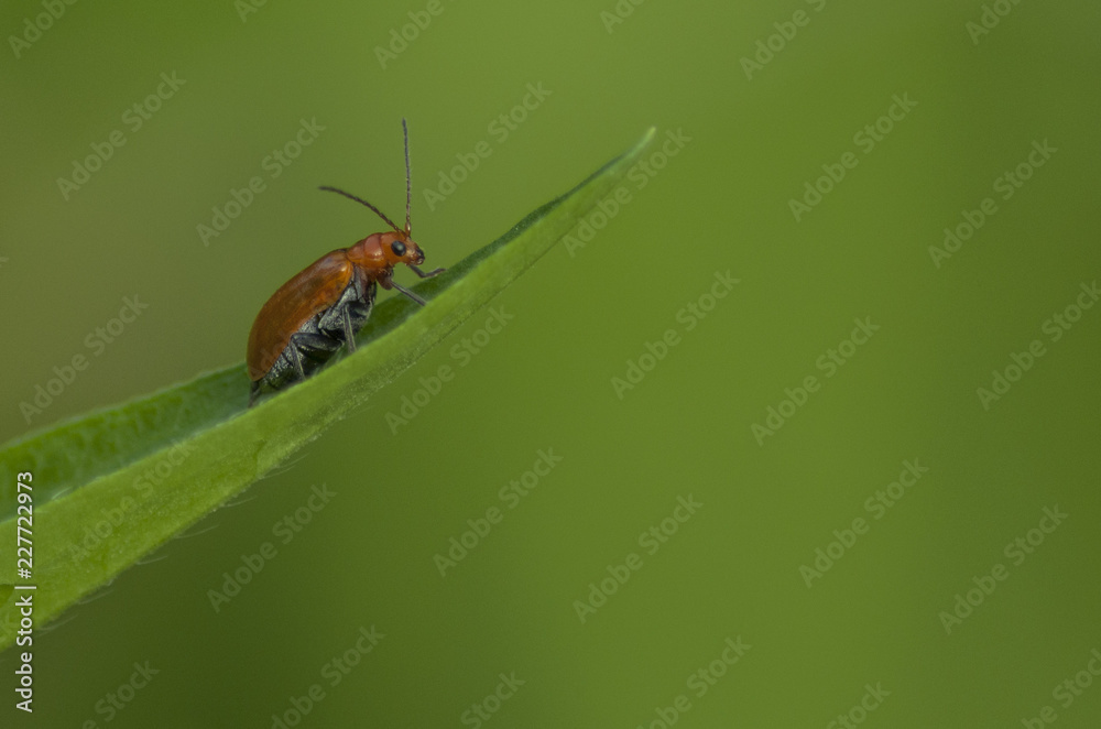 Naklejka premium Insect Nature Macro