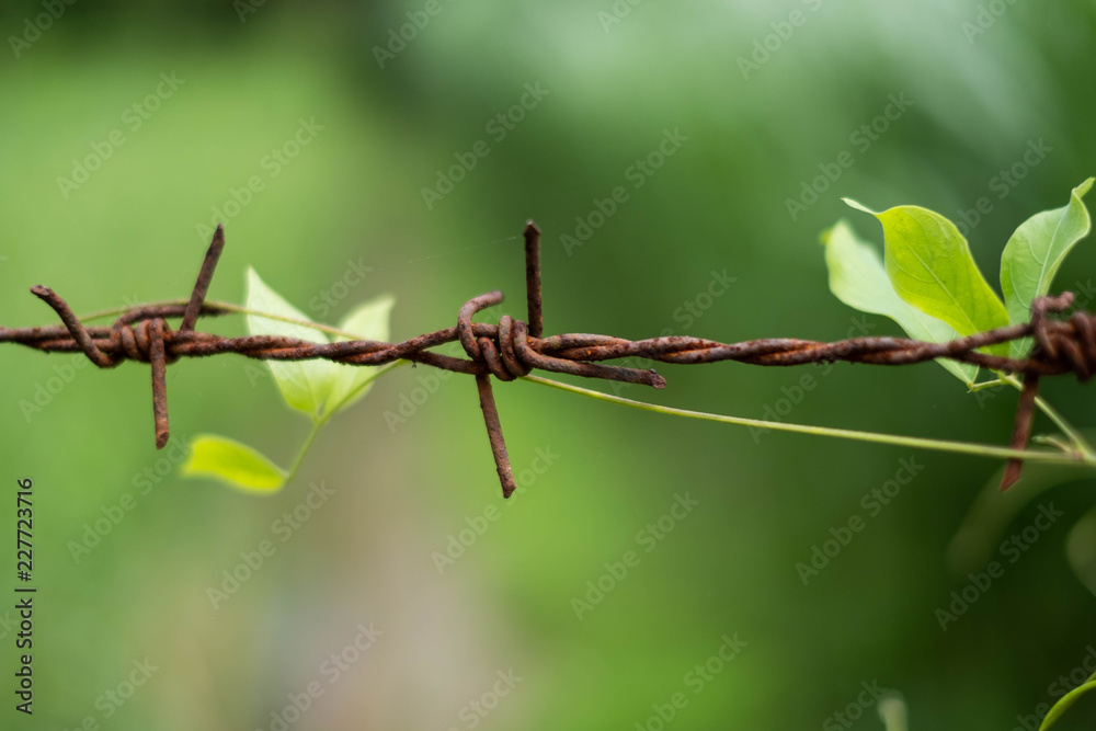 Barbed wire rusted between the border. Barbed wire rusted between the border.