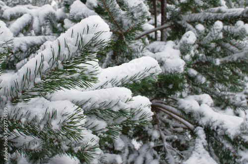 close-up of branches of pine covered with wet snow-background image