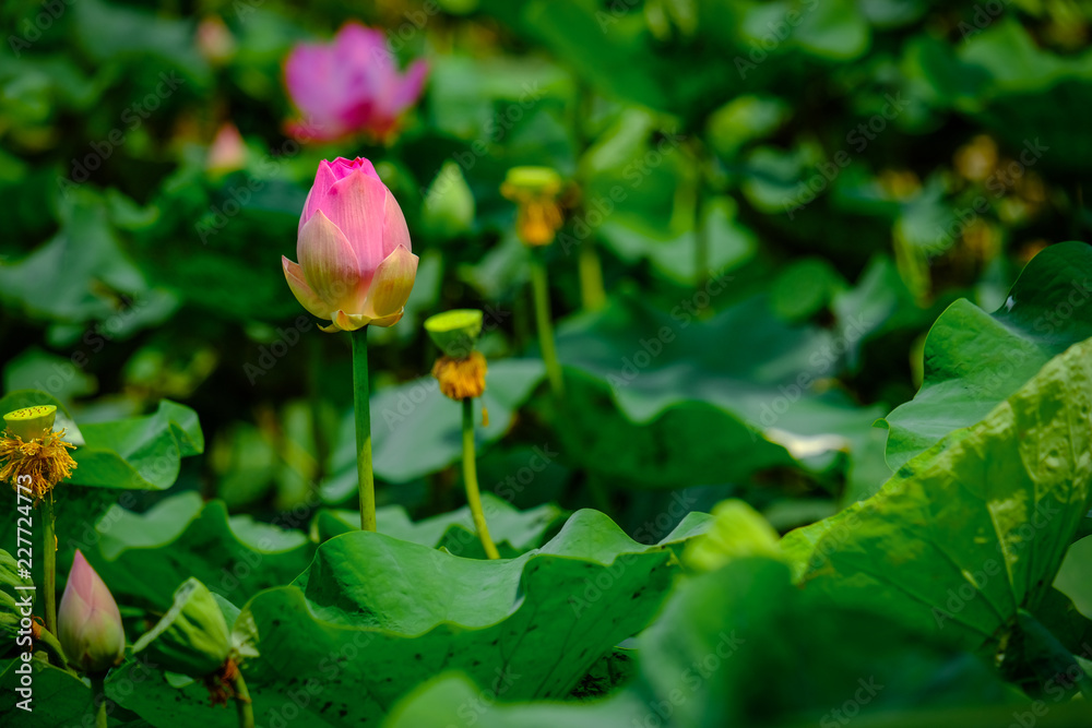Selective focus on blooming pink lotus flower natural background Lotus leaf in pond, Lily Pad with copy space. Selective focus on blooming pink lotus flower natural background Lotus leaf in pond, Lily Pad with copy space.