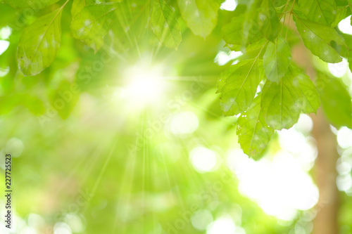 Green leave in garden with sun ray for natural spring summer background