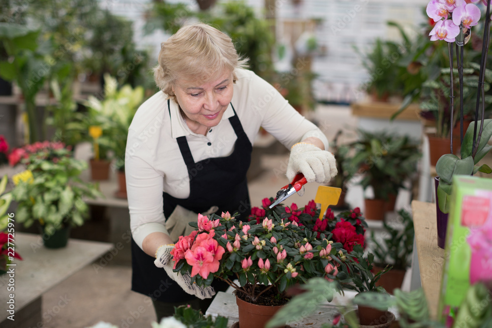 Portrait of female gardener with secateur who is taking care of flowers