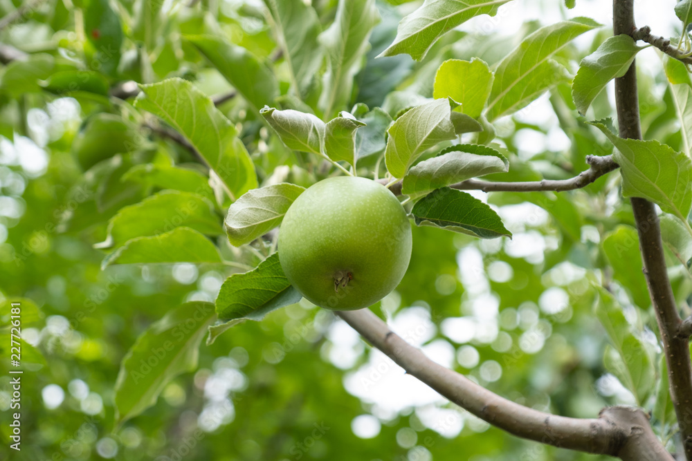 green apple on the branch and orchard