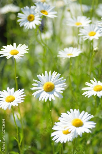 Macro details of white colored Daisy flowers in sunshine