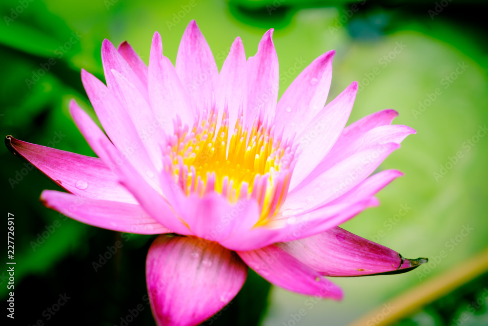 Clouse up image on blooming pink lotus flower natural background Lotus leaf, Lily Pad with copy spce. Clouse up image on blooming pink lotus flower natural background Lotus leaf, Lily Pad with copy spce.