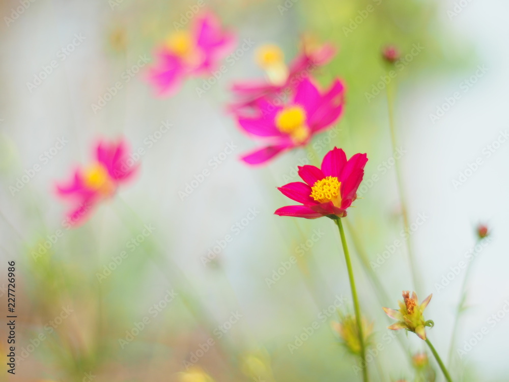 Red Mexican Aster or Cosmos flower with the scientific name: Cosmos bipinnatus Cav. Blur the natural background in pastel colors to make you feel sweet and bright with a love concept.