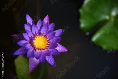 Top view Purple lotus and green leaf