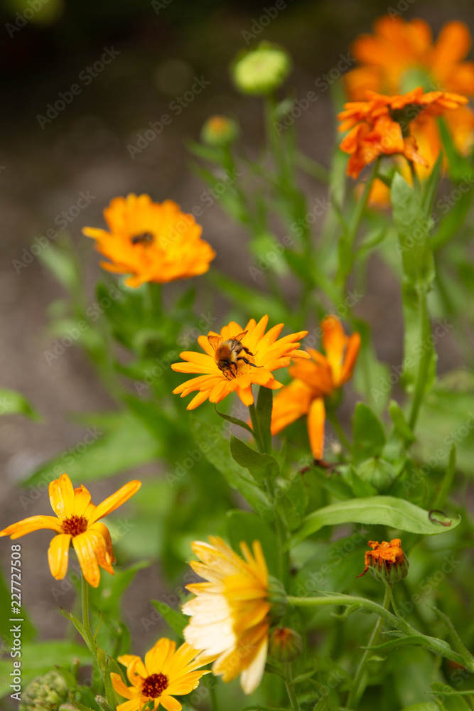 Bumble Bee on Orange Flower Bumble Bee on Orange Flower