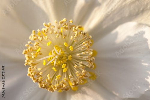 Blüte einer Christrose im Sonnenschein