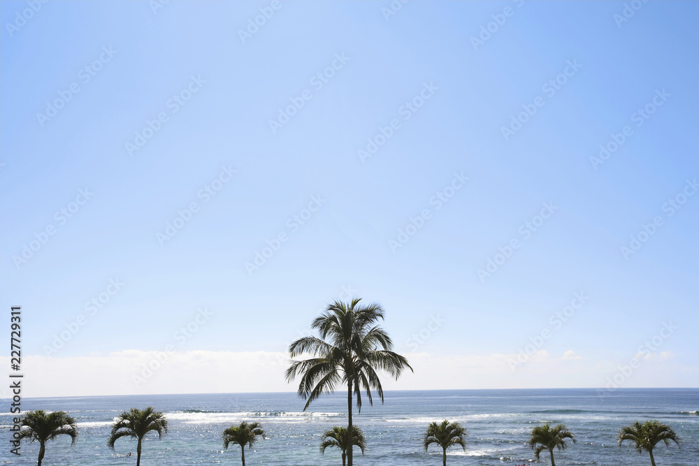 palm trees on the beach