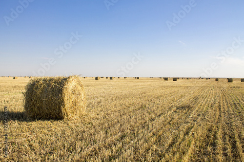 autumn field with hay collected