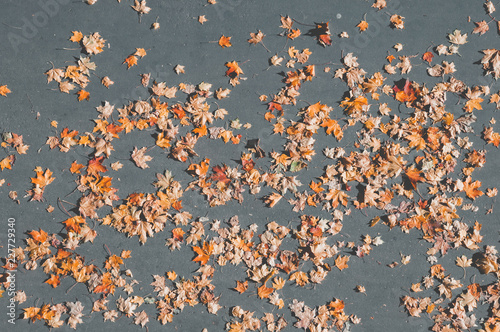 Many colorful fallen autumn leaves on gray tarmac on a sunny day