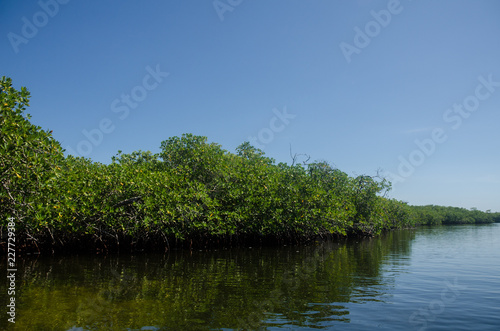 Mangrove view on a jungle tour ride