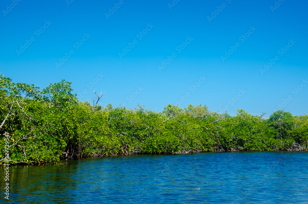 Mangrove view on a jungle tour ride Mangrove view on a jungle tour ride