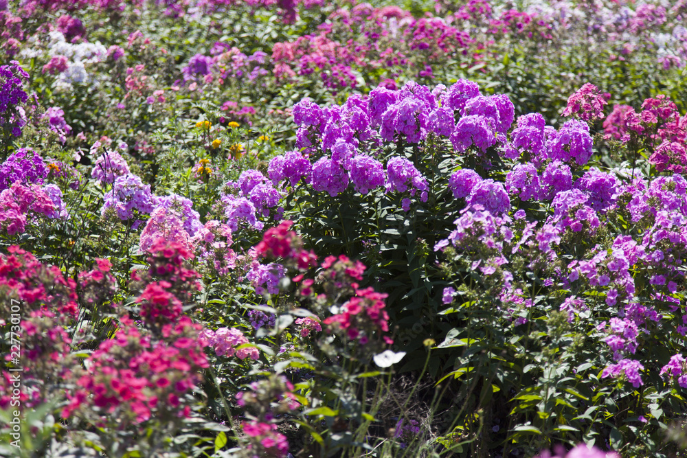 Obraz premium Beautiful summer flowers