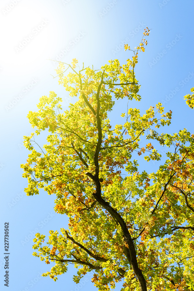 autumn leaves against blue sky with backlight autumn leaves against blue sky with backlight