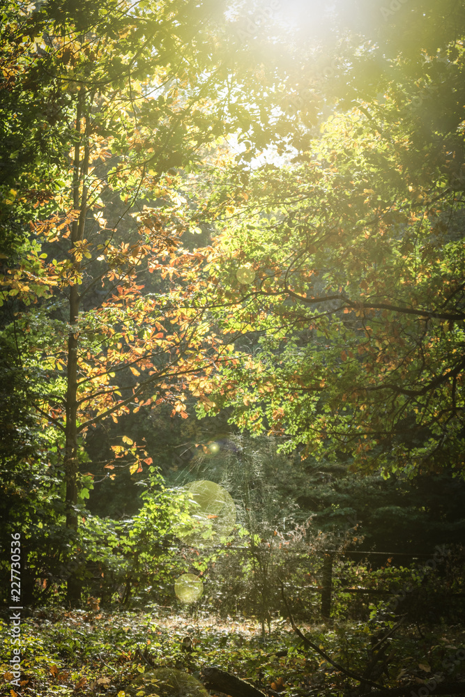 forest in autumn with backlight forest in autumn with backlight