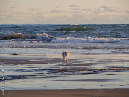 波打ち際を散歩する小犬 Stock Photo Adobe Stock