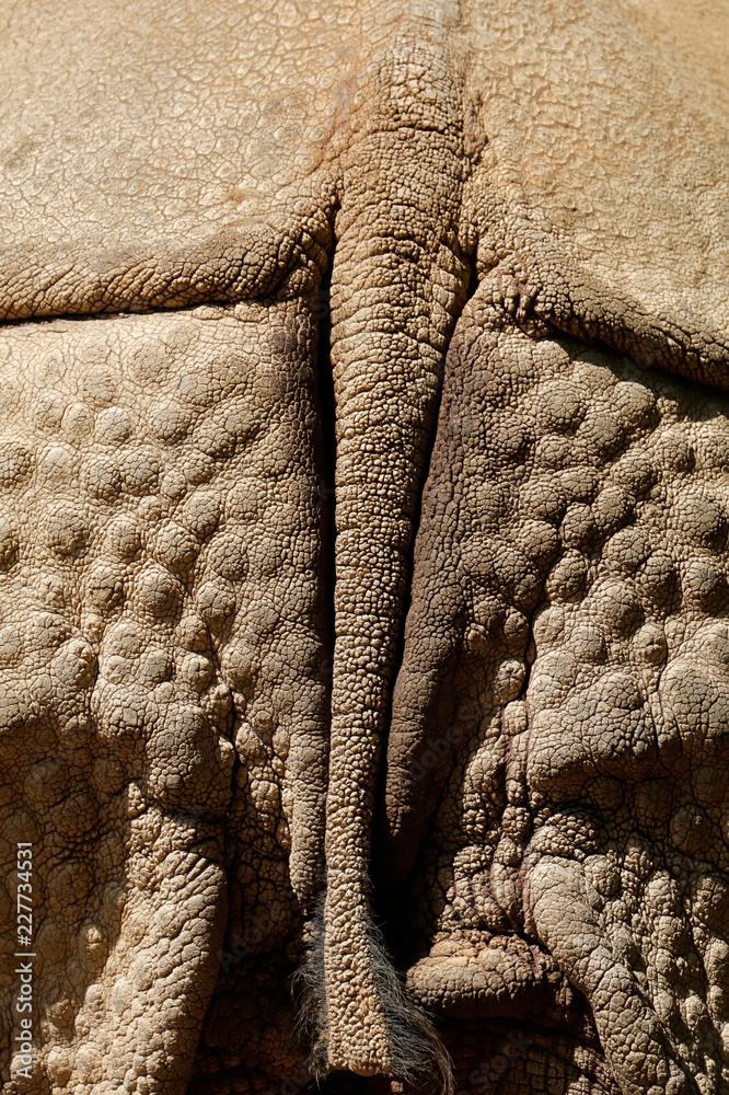 Obraz premium Skóra i ogon nosorożca indyjskiego